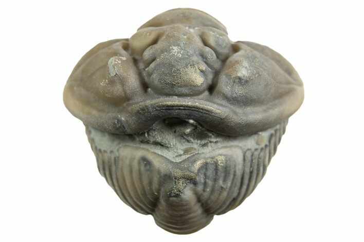 Wide Enrolled Flexicalymene Trilobite - Mt Orab, Ohio #329755